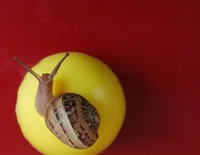 KASTRA BUDOWLANA. OKRĄGŁA 90 LITRÓW
