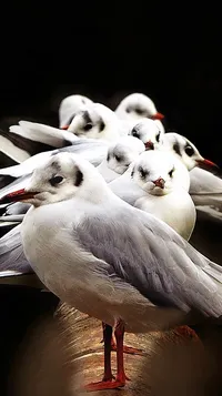 BEZRĘKAWNIK OCIEPLANY KORMORAN SZARY ROZMIAR XXL