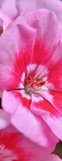 BIOHUMUS DO PELARGONII I INNYCH ROŚLIN BALKONOWYCH 0.5L