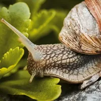 KOSIARKA SPALINOWA 3.0KM, 46CM, KOSZ Z NAPĘDEM