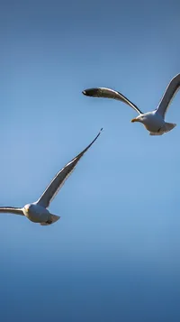 BEZRĘKAWNIK OCIEPLANY KORMORAN SZARY ROZMIAR M